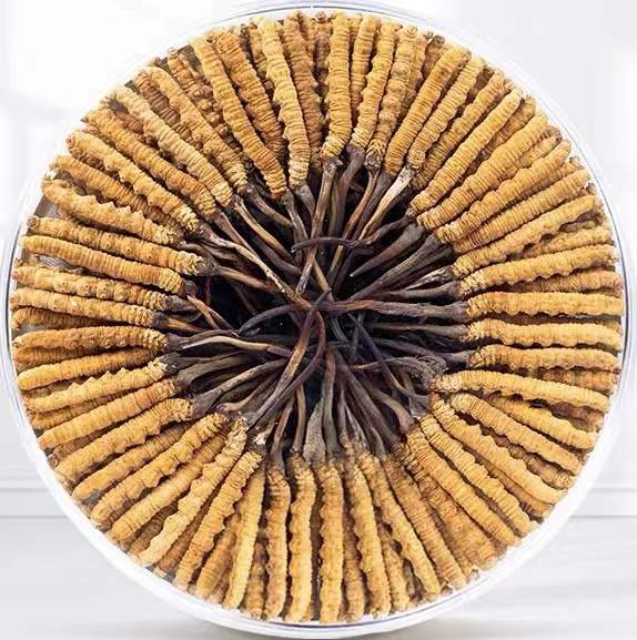 新市冬虫夏草回收